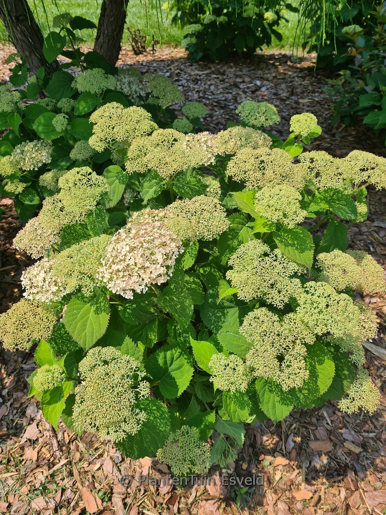 Hydrangea arborescens ‚NCHA5‘ (BellaRagazza Blanchetta)
