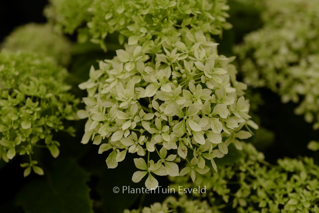 Hydrangea arborescens ‚NCHA8‘ (BellaRegazza Limetta)