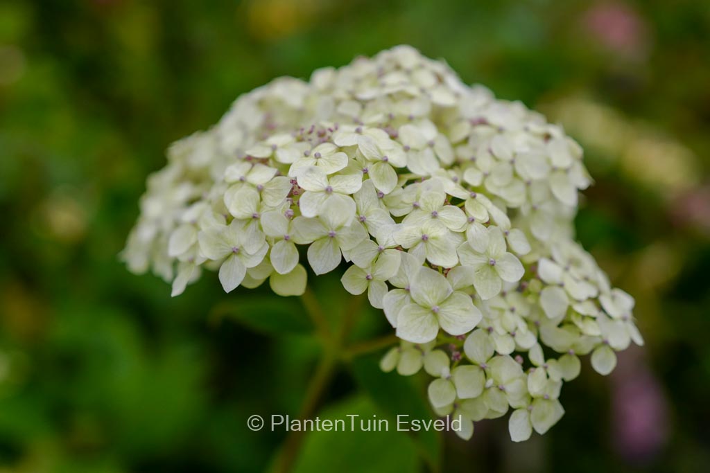 Hydrangea arborescens ‚SMNHALR‘ (LIME RICKEY)