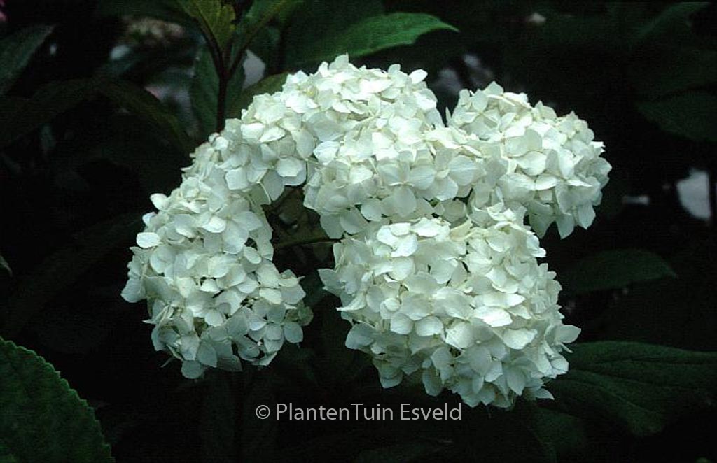 Hydrangea arborescens ‚Visitation‘