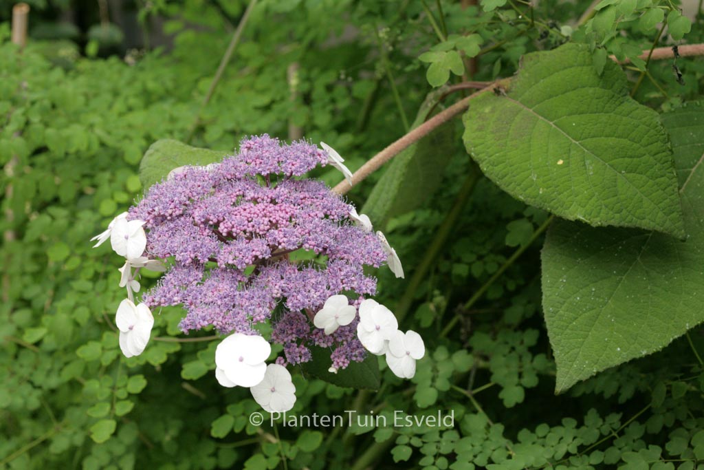 Hydrangea aspera ‚Bellevue‘
