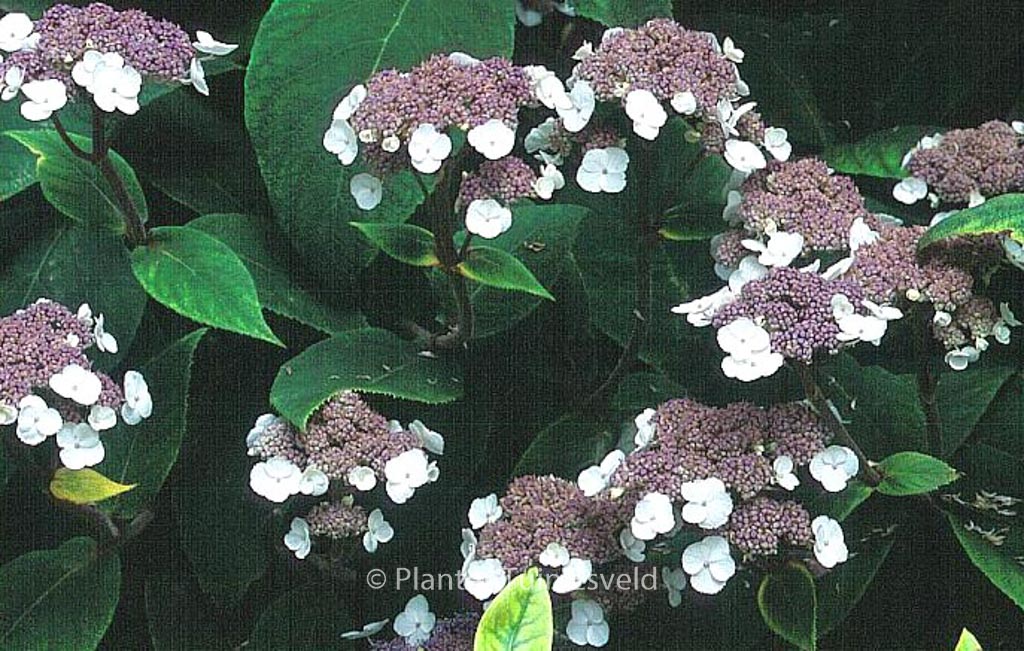 Hydrangea aspera ‚Farrall‘