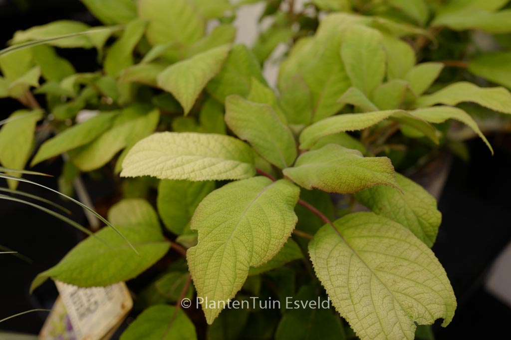 Hydrangea aspera ‚Giel‘ (GOLDRUSH)