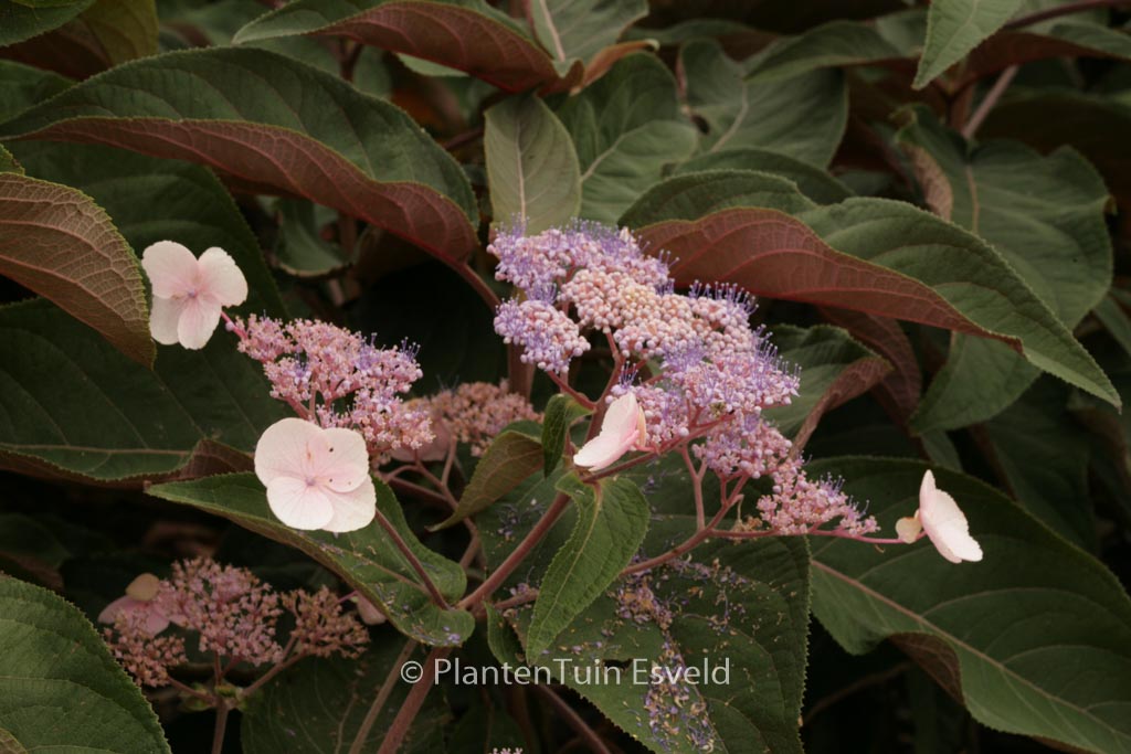 Hydrangea aspera ‚Haopr012‘ (HOT CHOCOLATE)