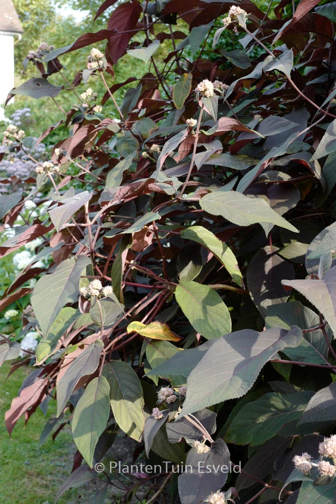 Hydrangea aspera ‚Koki‘ (PLUM PASSION)