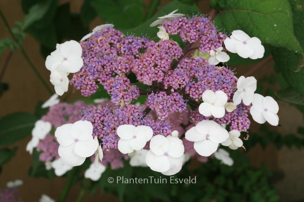 Hydrangea aspera ‚Macrophylla‘