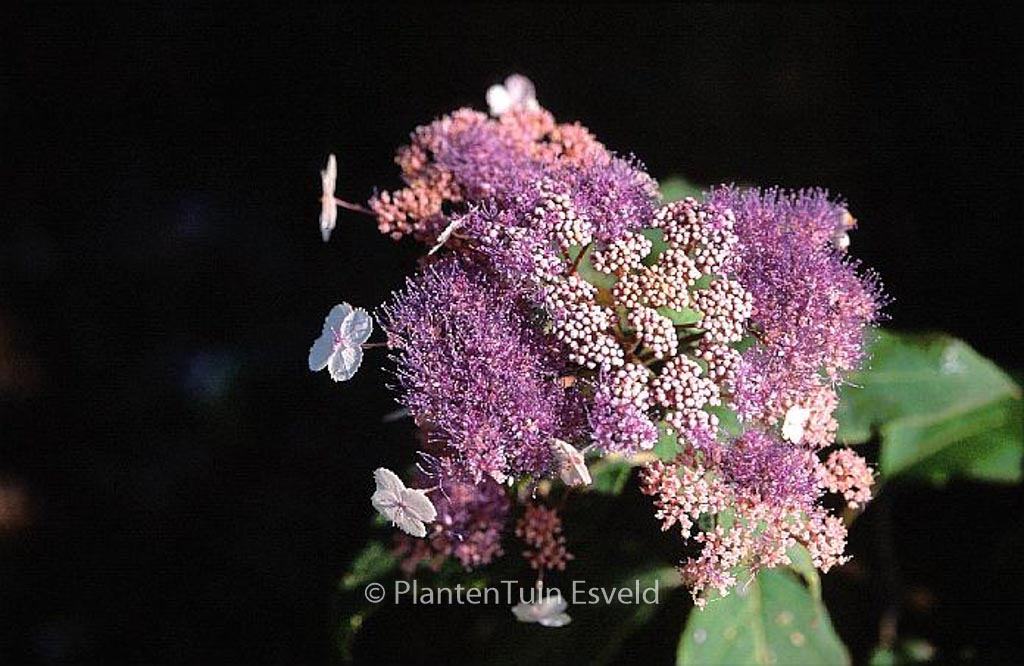 Hydrangea aspera ‚Pink Giant‘