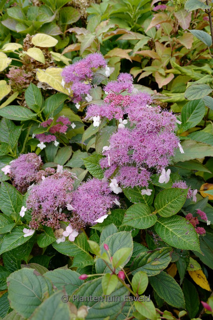 Hydrangea aspera ‚Rosemary Foster‘