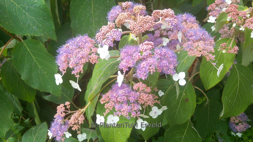 Hydrangea aspera ‚Taiwan Pink‘
