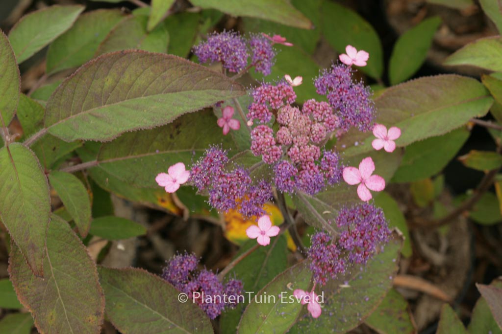Hydrangea aspera ‚The Ditch‘