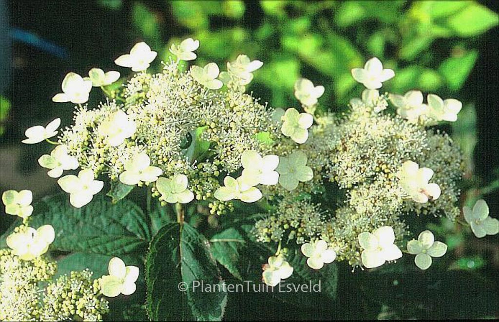 Hydrangea heteromalla ‚Gidie‘