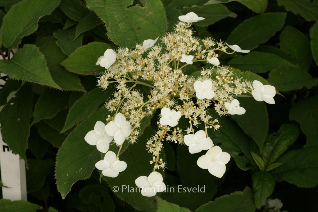 Hydrangea heteromalla ‚Jermyn’s Lace‘