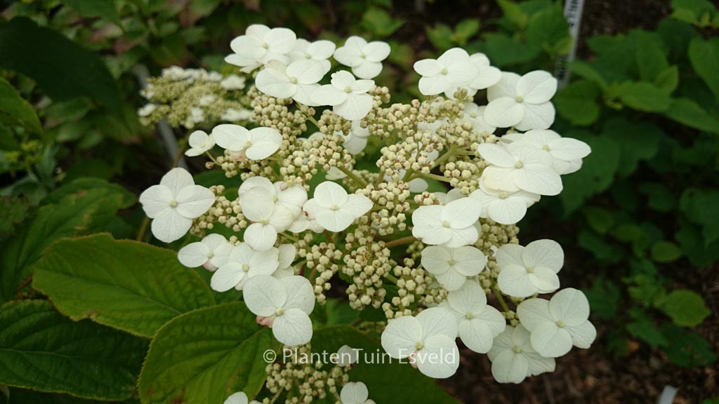 Hydrangea heteromalla ‚June Pink‘