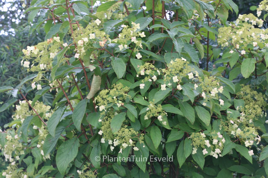 Hydrangea heteromalla ‚Long White‘