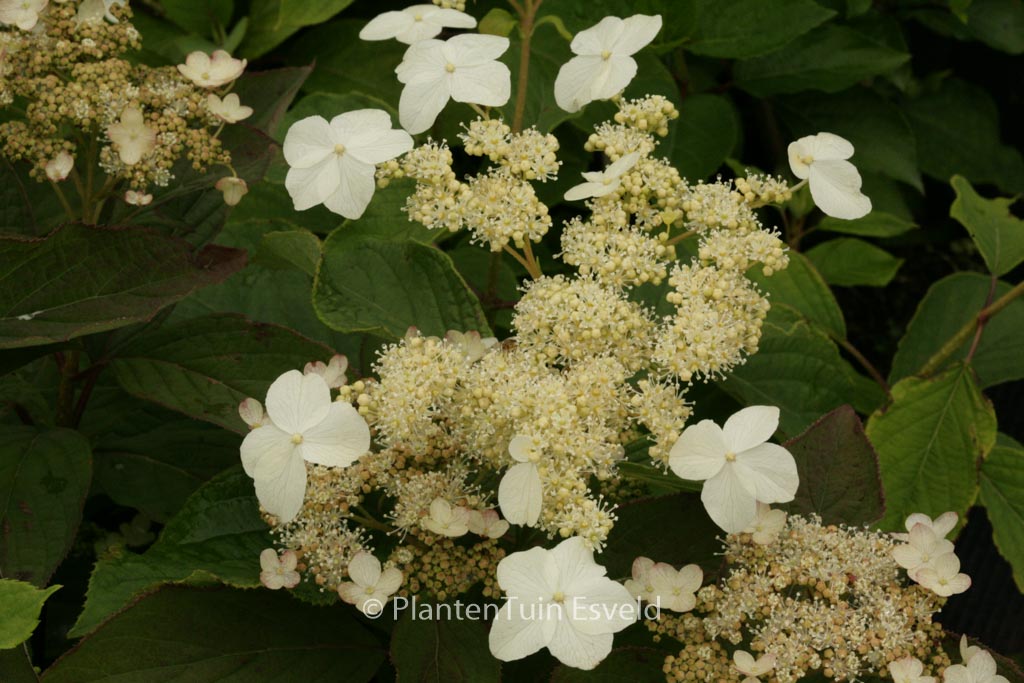 Hydrangea heteromalla ‚Morrey’s Form‘