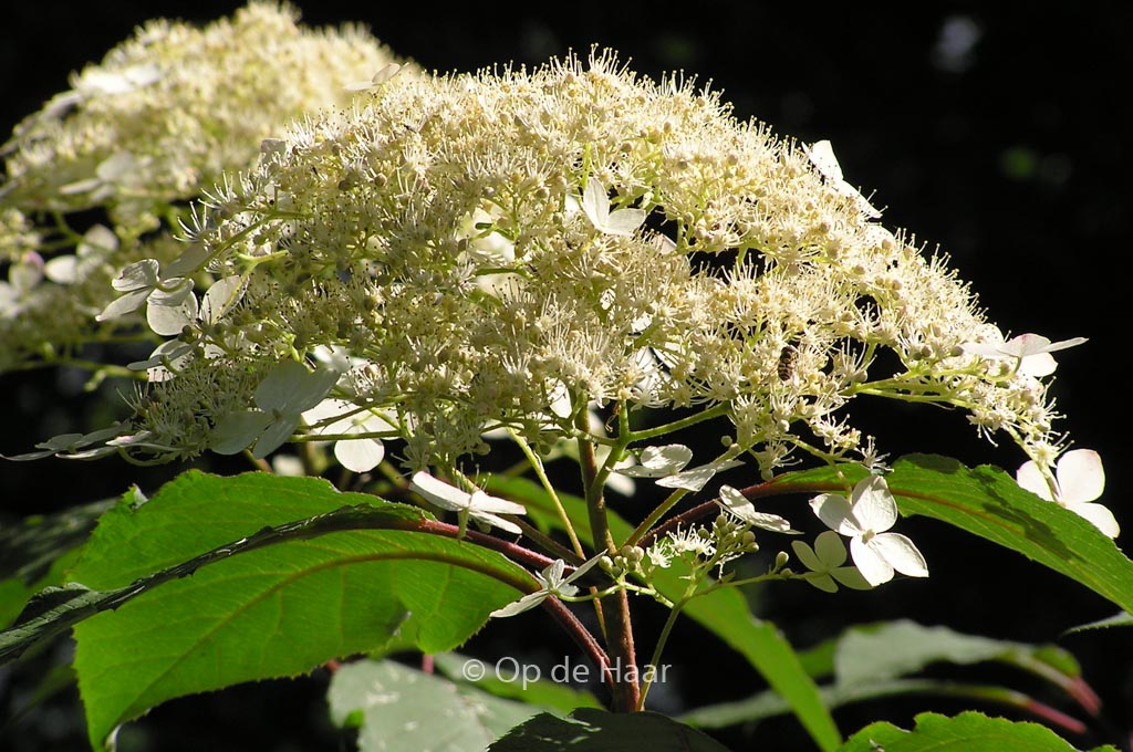 Hydrangea heteromalla