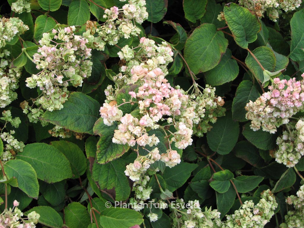 Hydrangea involucrata ‚Hortensis‘