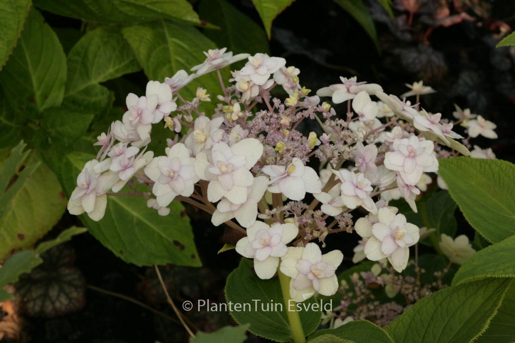 Hydrangea involucrata ‚Multiplex‘