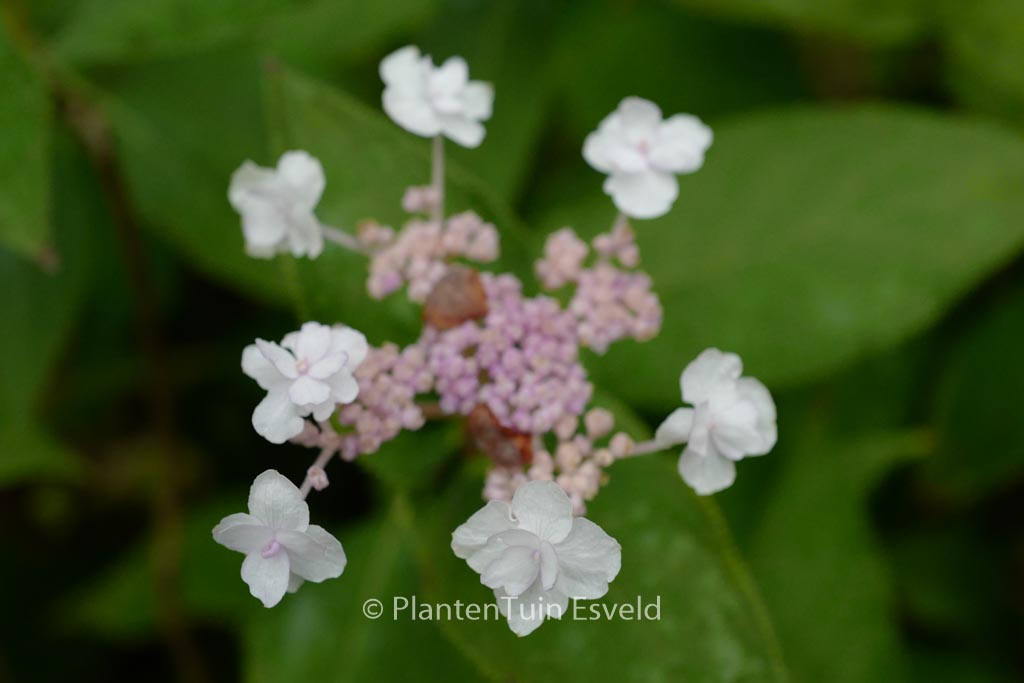 Hydrangea involucrata ‚Plena‘
