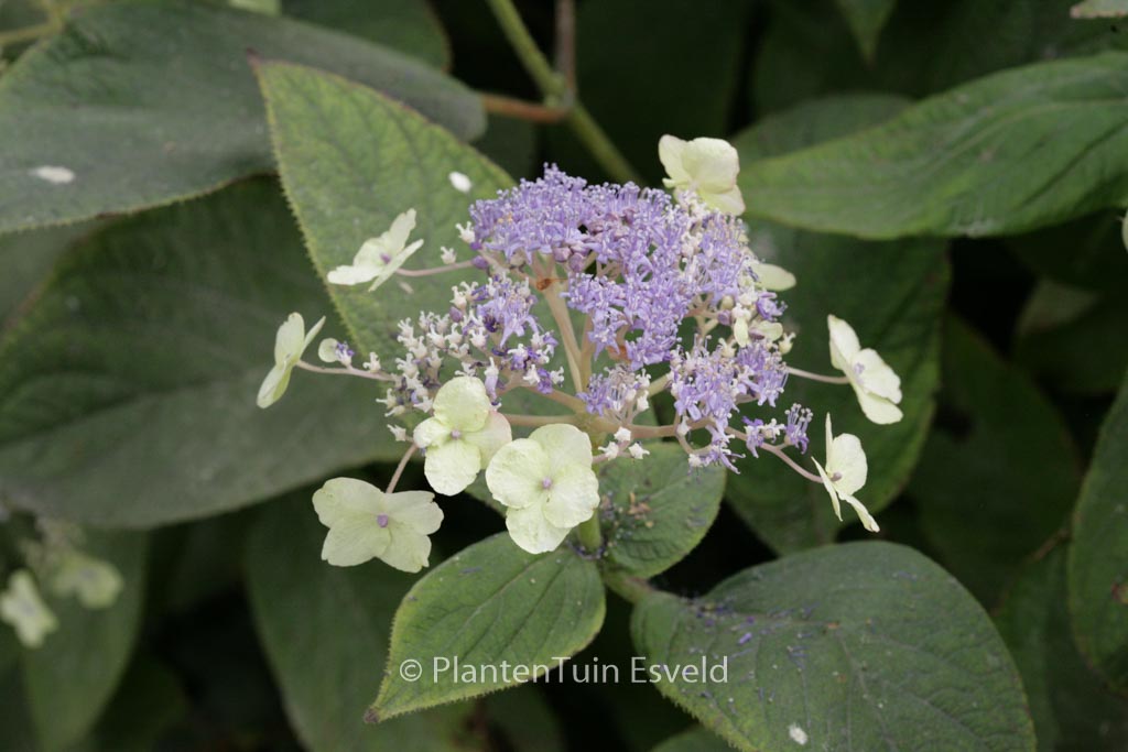 Hydrangea involucrata ‚Viridescens‘