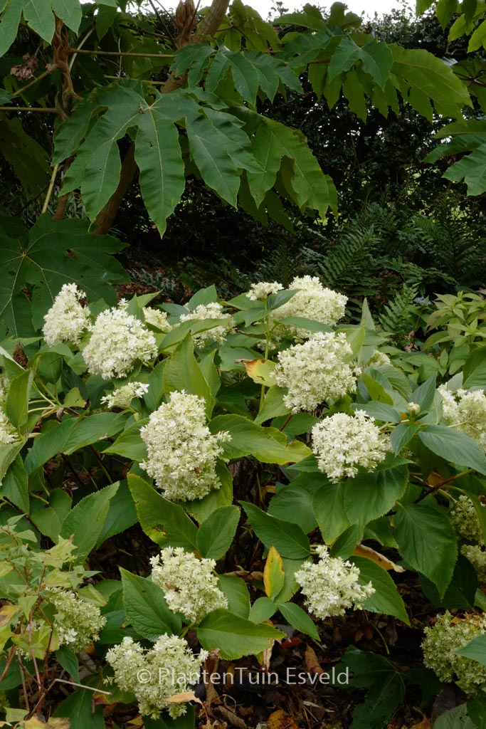 Hydrangea involucrata ‚Yokudanka‘