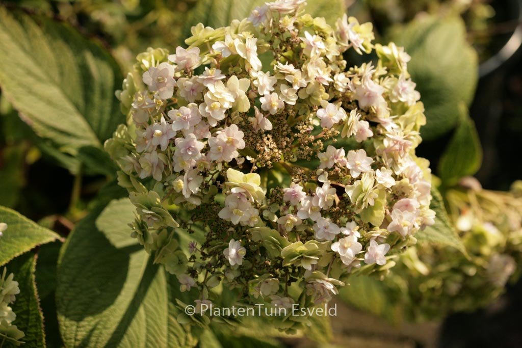 Hydrangea involucrata ‚Yoraku-tama‘