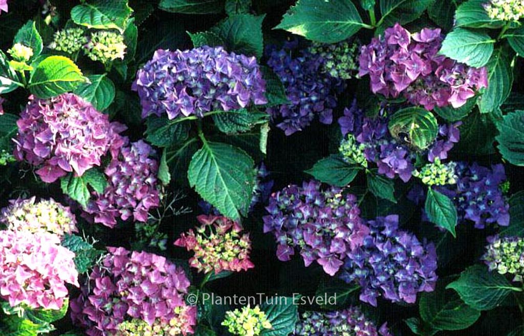Hydrangea macrophylla ‚Adria‘