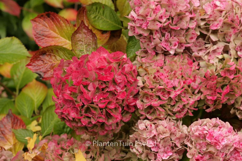 Hydrangea macrophylla ‚Alpengluehn‘