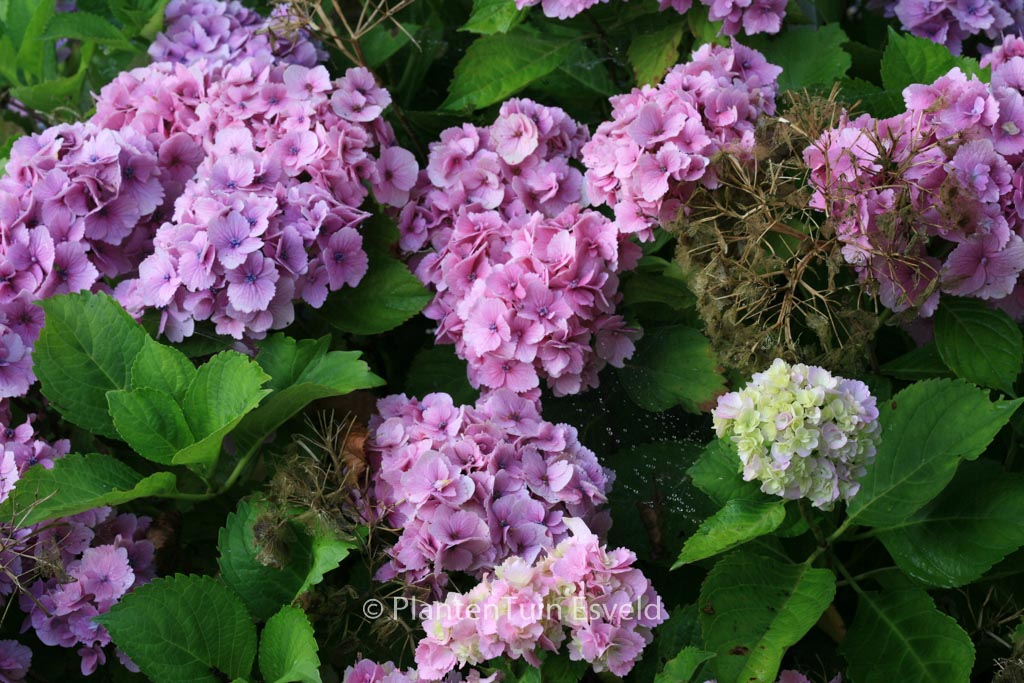 Hydrangea macrophylla ‚Amethyst‘