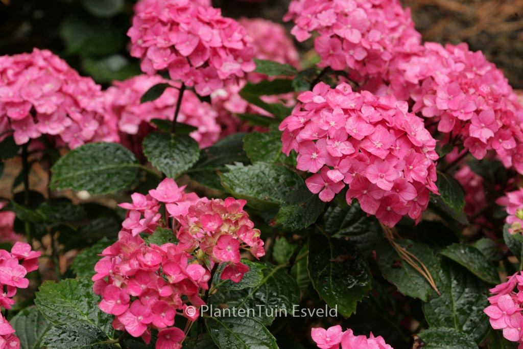 Hydrangea macrophylla ‚Ami Pasquier‘