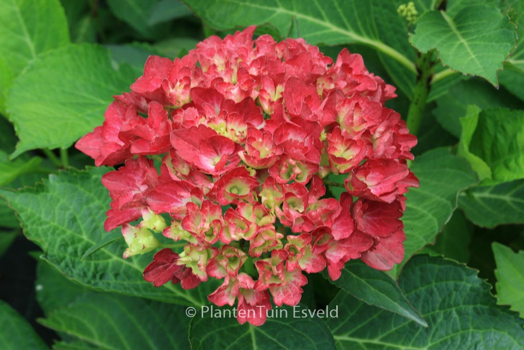 Hydrangea macrophylla ‚Amsterdam‘
