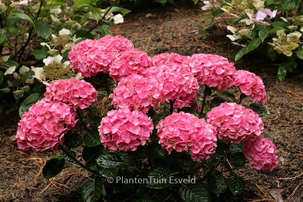 Hydrangea macrophylla ‚Anda Blue‘
