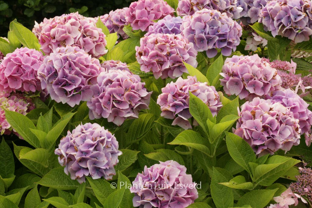 Hydrangea macrophylla ‚Ankong‘ (MAGICAL CRYSTAL)