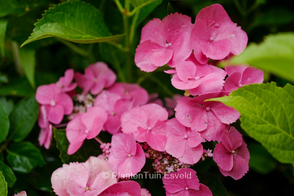 Hydrangea macrophylla ‚Anneke‘