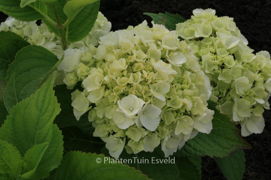 Hydrangea macrophylla ‚Ave Maria‘