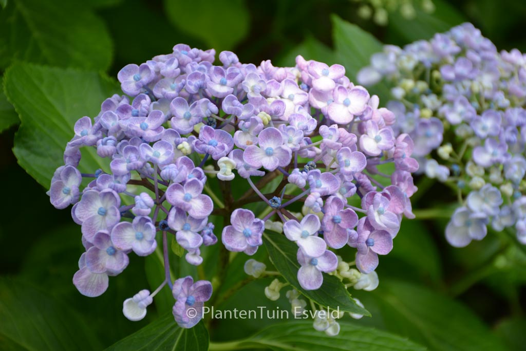 Hydrangea macrophylla ‚Ayesha‘