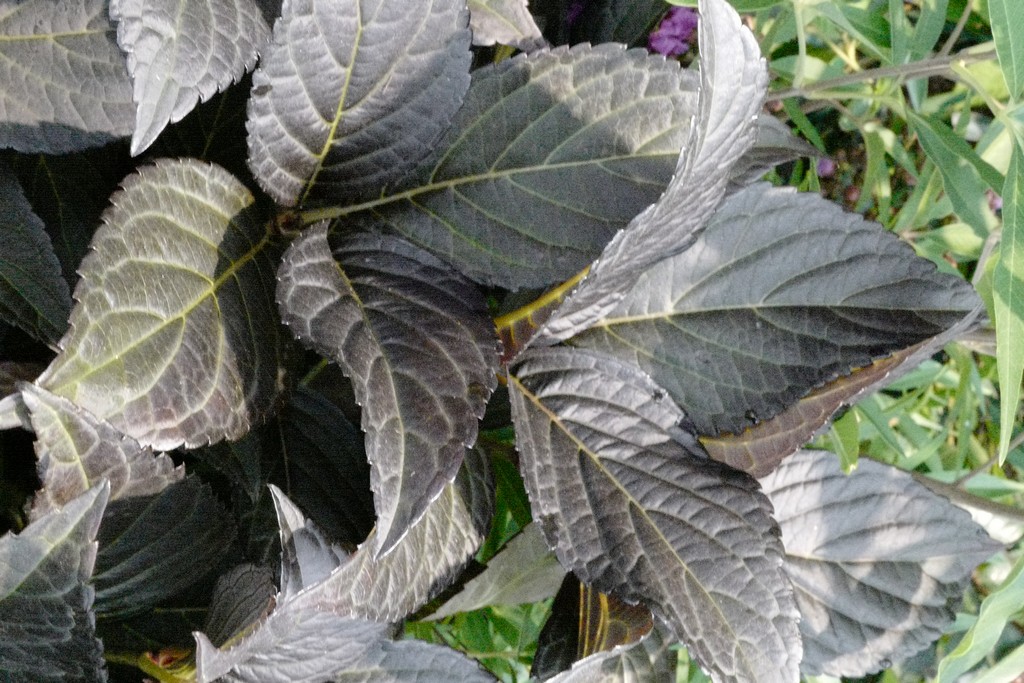 Hydrangea macrophylla ‚Bailmacseven‘ (FIRST EDITIONS ECLIPSE)