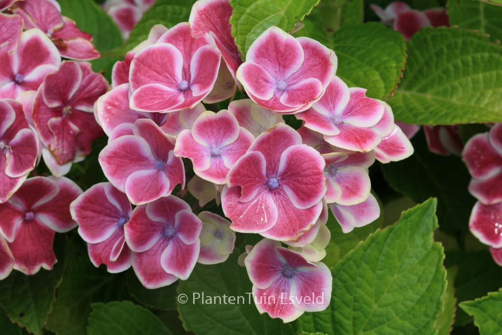 Hydrangea macrophylla ‚Bavaria‘