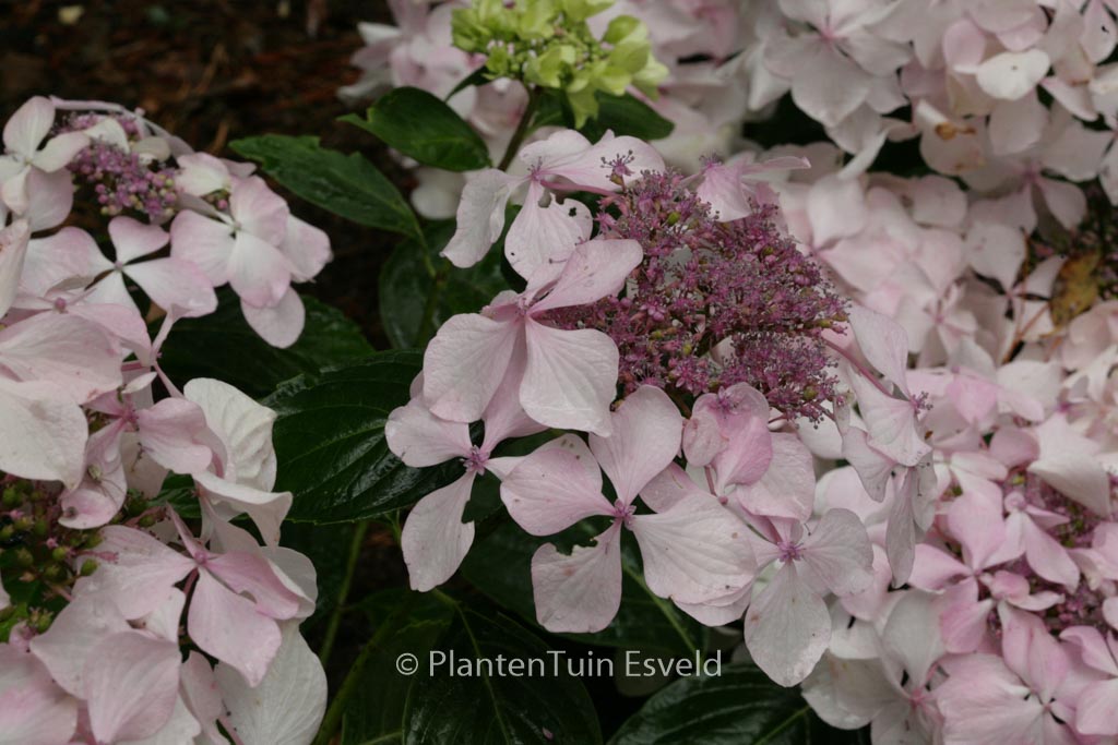 Hydrangea macrophylla ‚Beaute Vendomoise‘