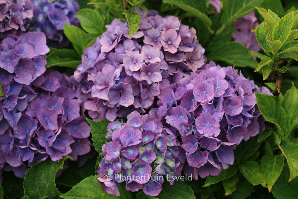 Hydrangea macrophylla ‚Benelux‘