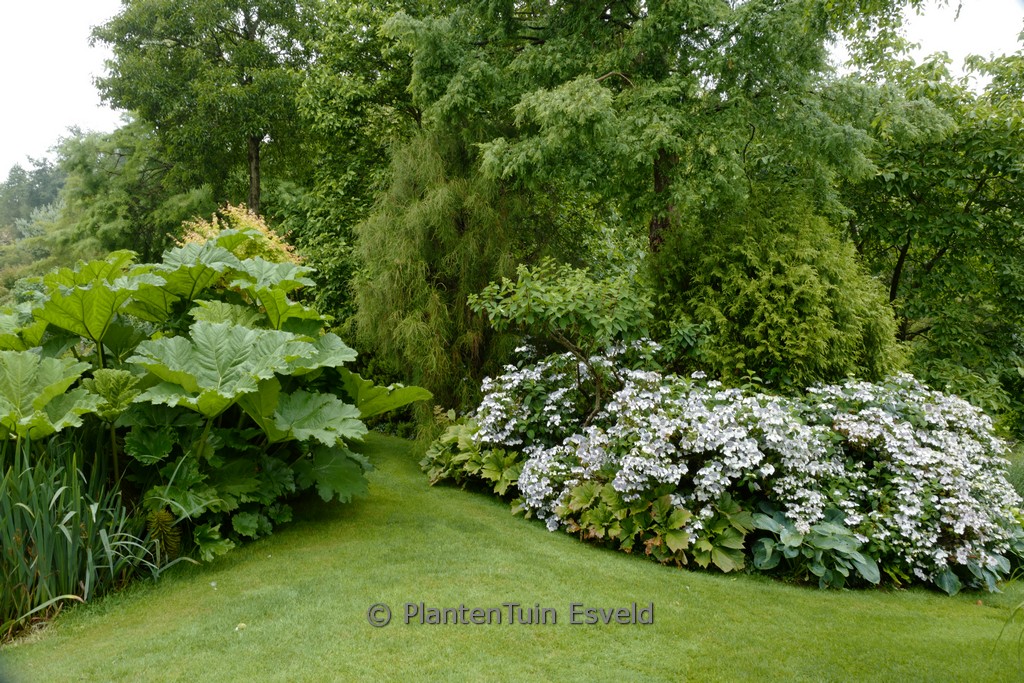 Hydrangea macrophylla ‚Blanc Bleu Vasterival‘