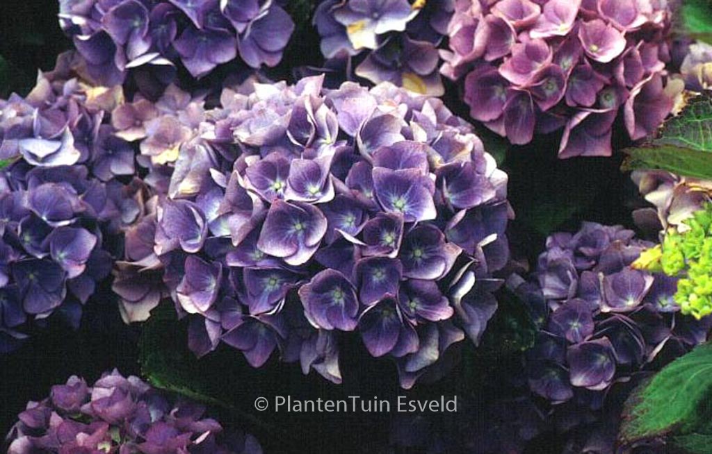 Hydrangea macrophylla ‚Blauer Zwerg‘ (LAVBLAA)