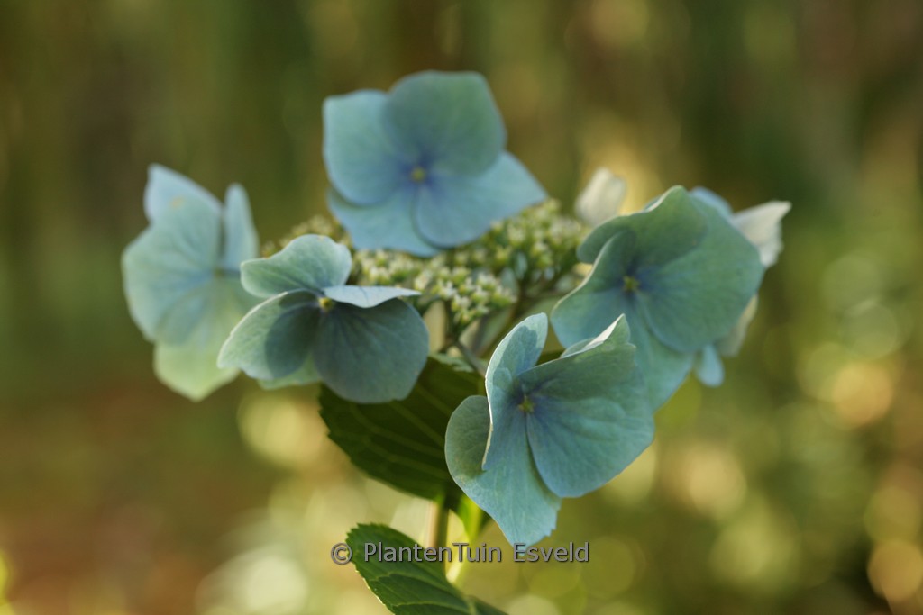 Hydrangea macrophylla ‚Blaumeise‘