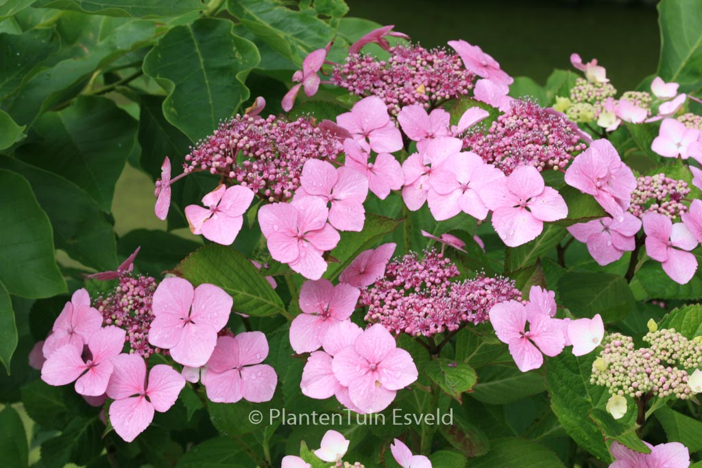 Hydrangea macrophylla ‚Bleu Bleu Vasterival‘