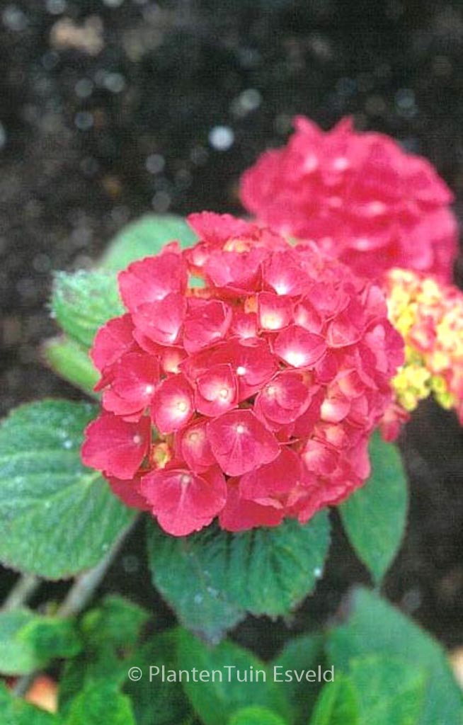 Hydrangea macrophylla ‚Blue Buck‘