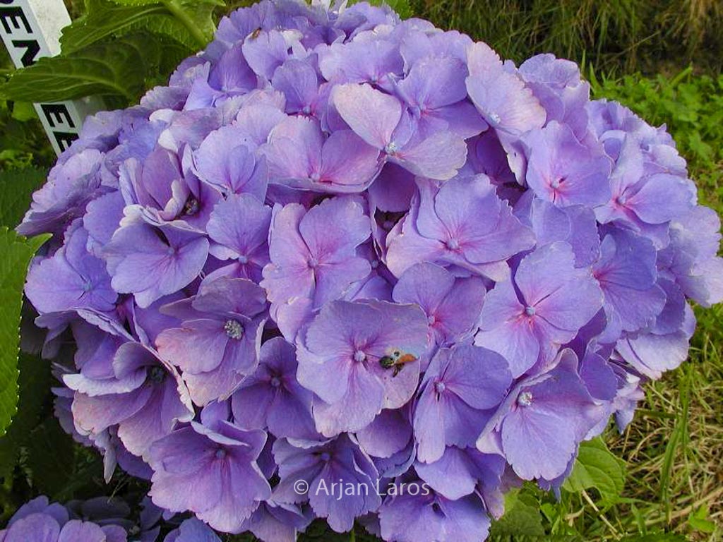 Hydrangea macrophylla ‚Bodensee‘