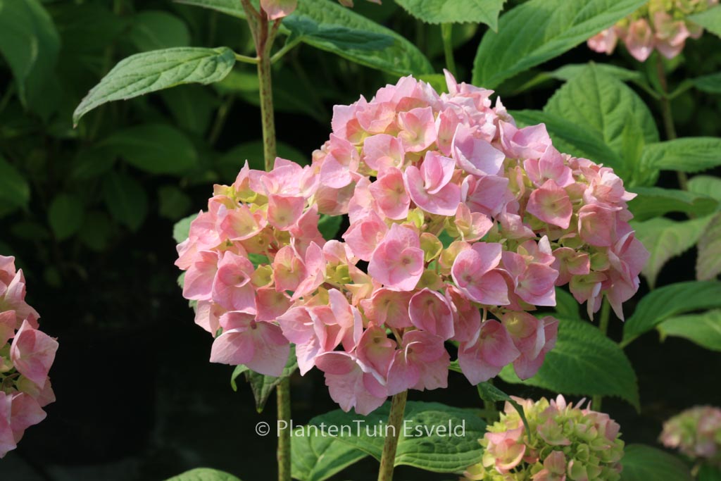 Hydrangea macrophylla ‚Bouquet Rose‘