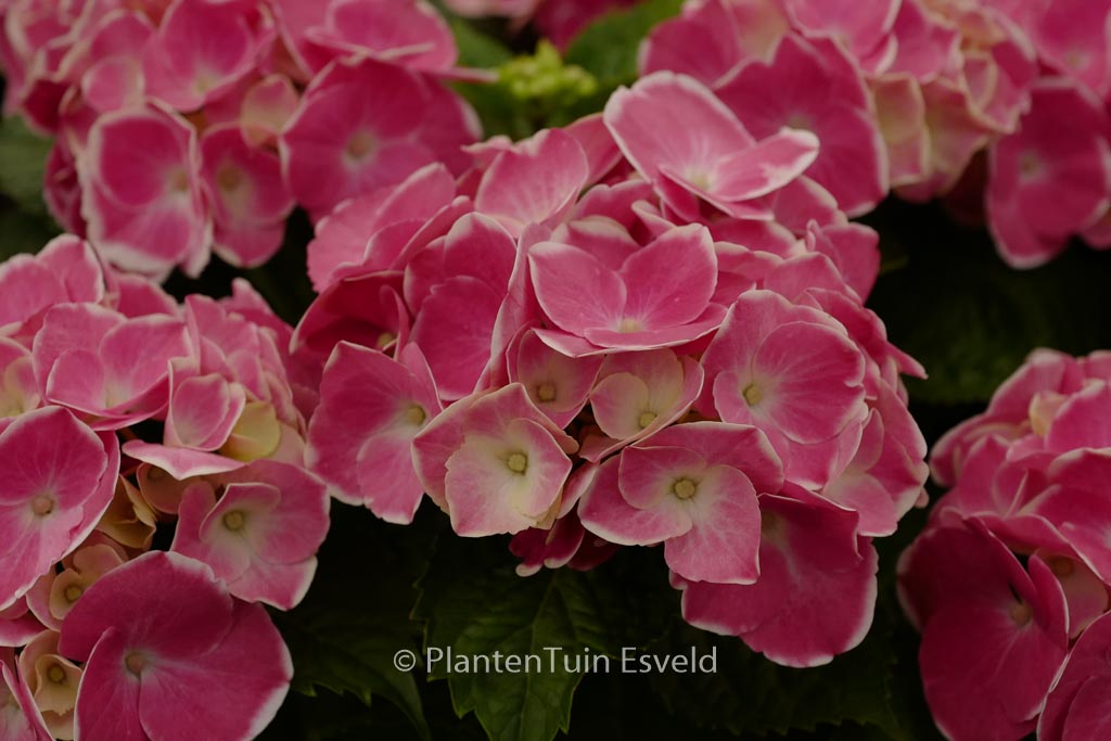 Hydrangea macrophylla ‚Cabaret‘