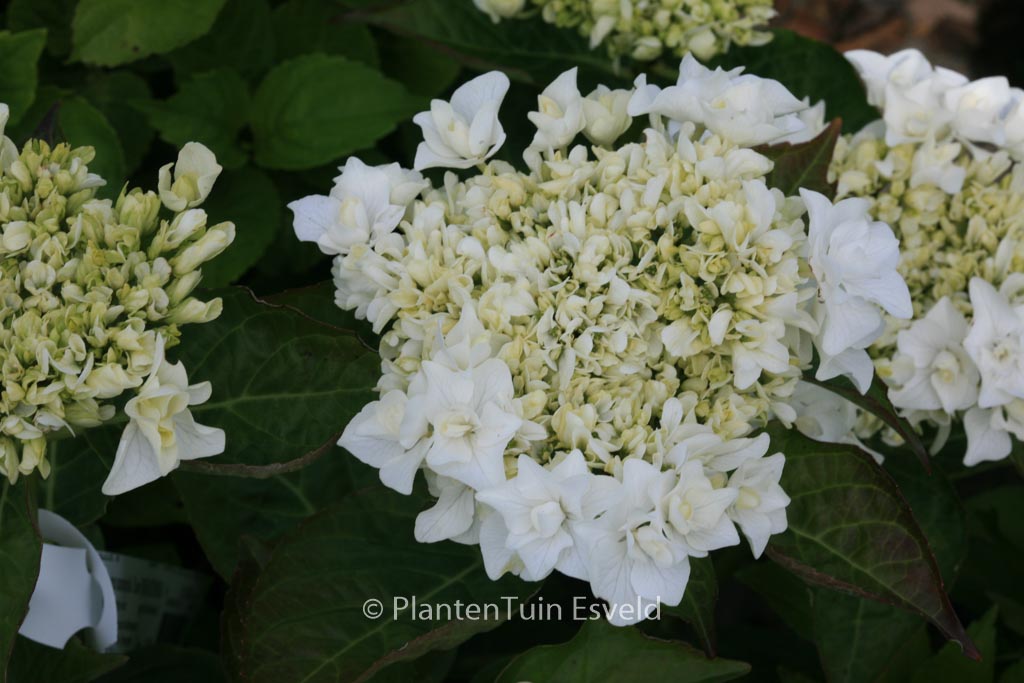 Hydrangea macrophylla ‚Coco‘ (BEAUTENSIA)