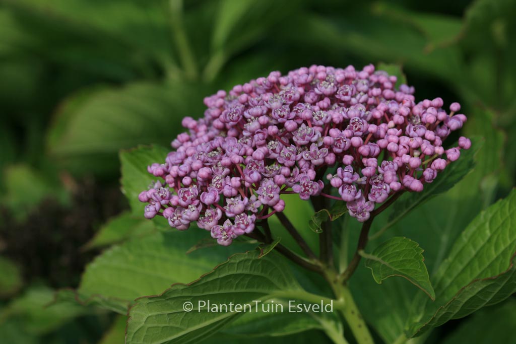 Hydrangea macrophylla ‚Concavosepala‘